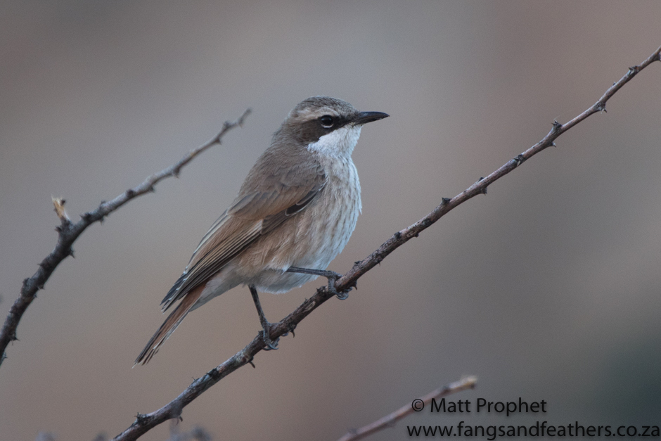 Herero Chat - Namibia Birding Essentials 