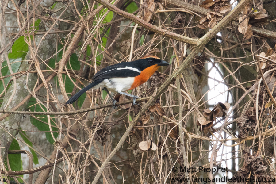 Brauns Bush-Shrike | Angola Birding Essentials