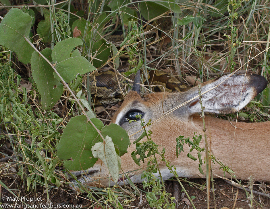 African rock python guards Impala kill