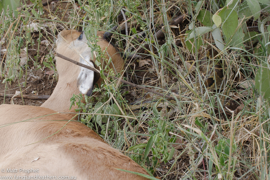 African rock python kills Impala