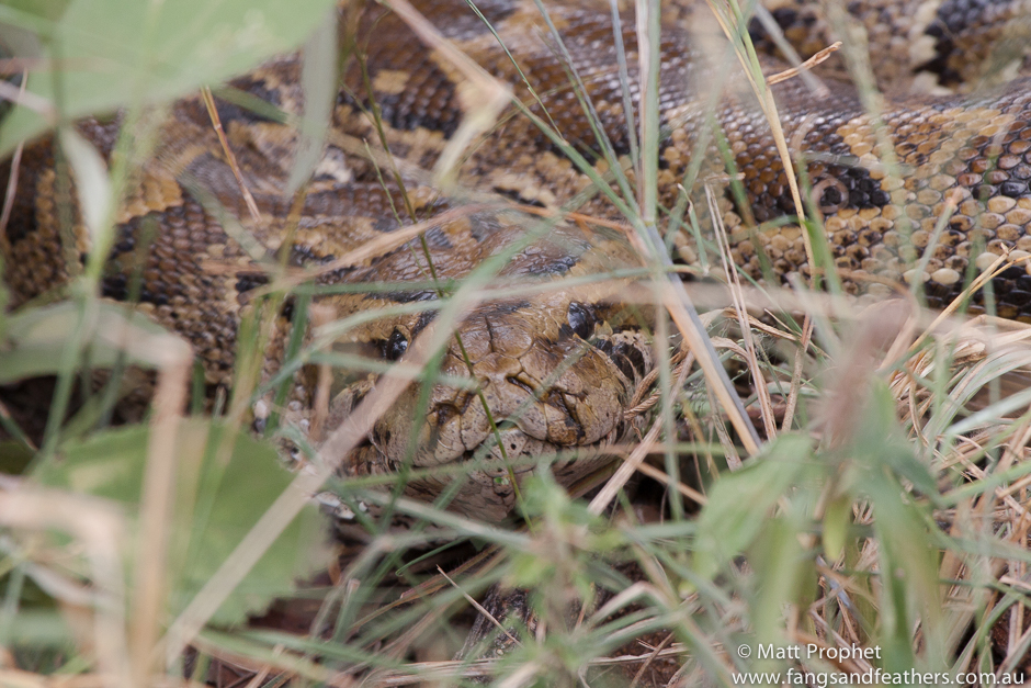 African rock python threat posture
