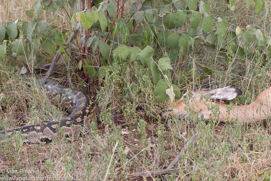 African rock python kills Impala