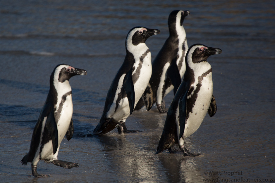 African Penguin