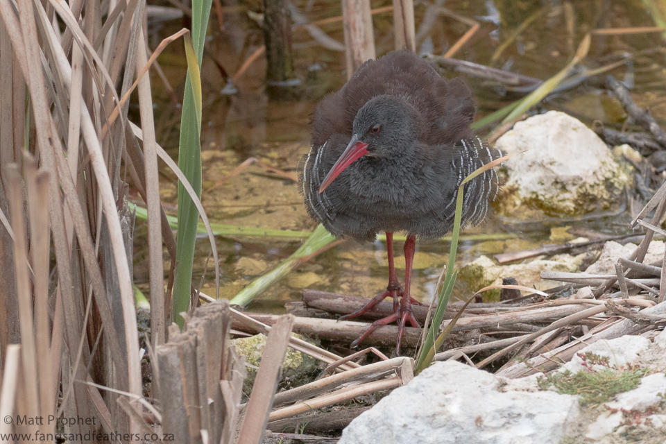 African Rail