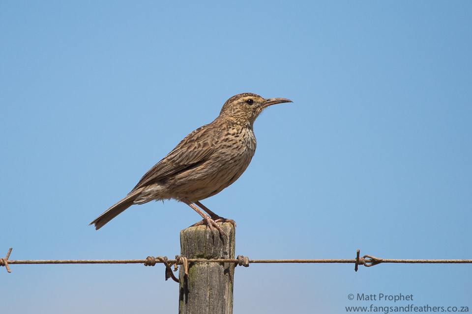 Agulhas LB Lark