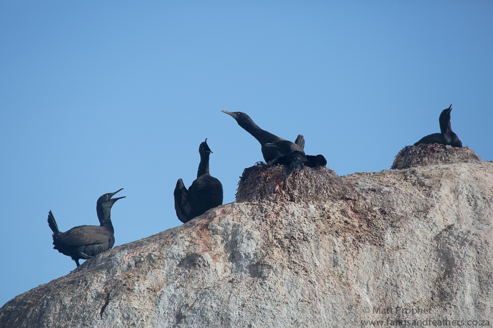 Bank Cormorant