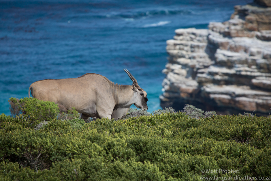 Cape Eland