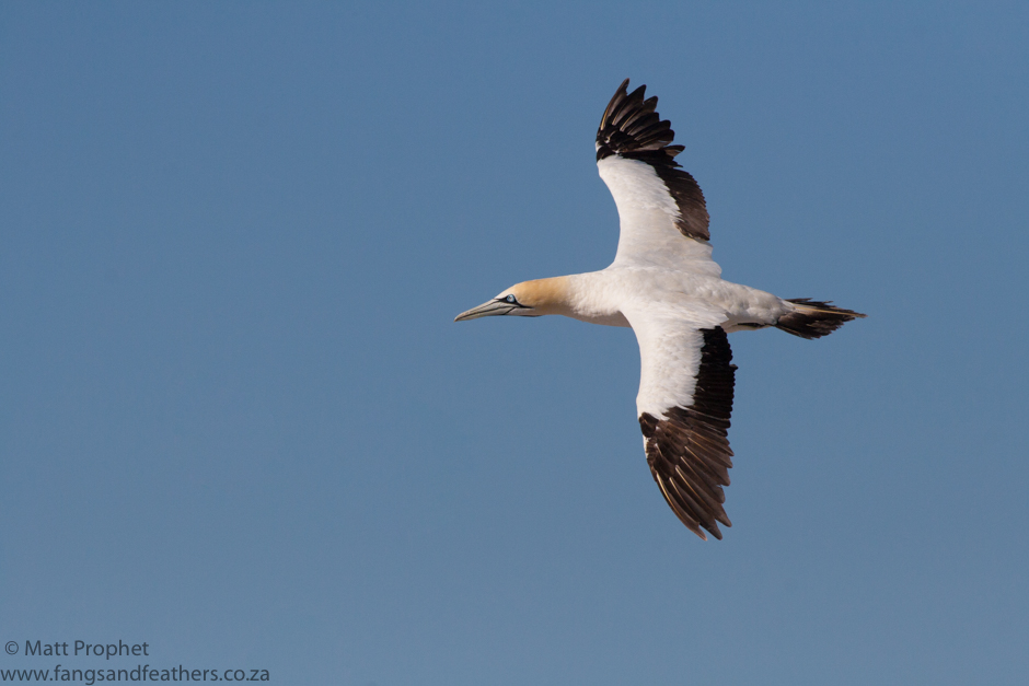 Cape Gannet