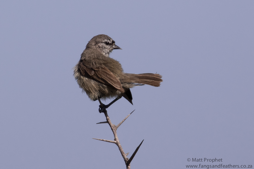 Cape Penduline Tit