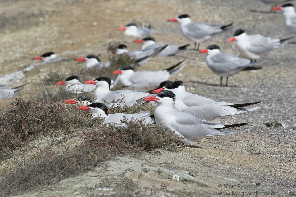Caspian Terns
