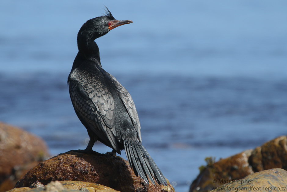 Crowned Cormorant