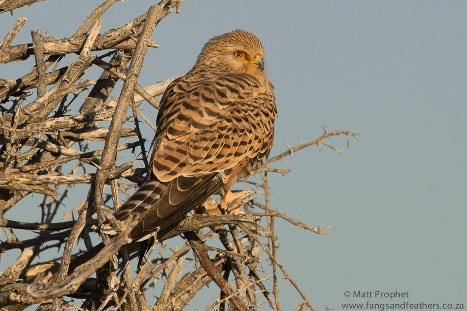 Greater Kestrel 2