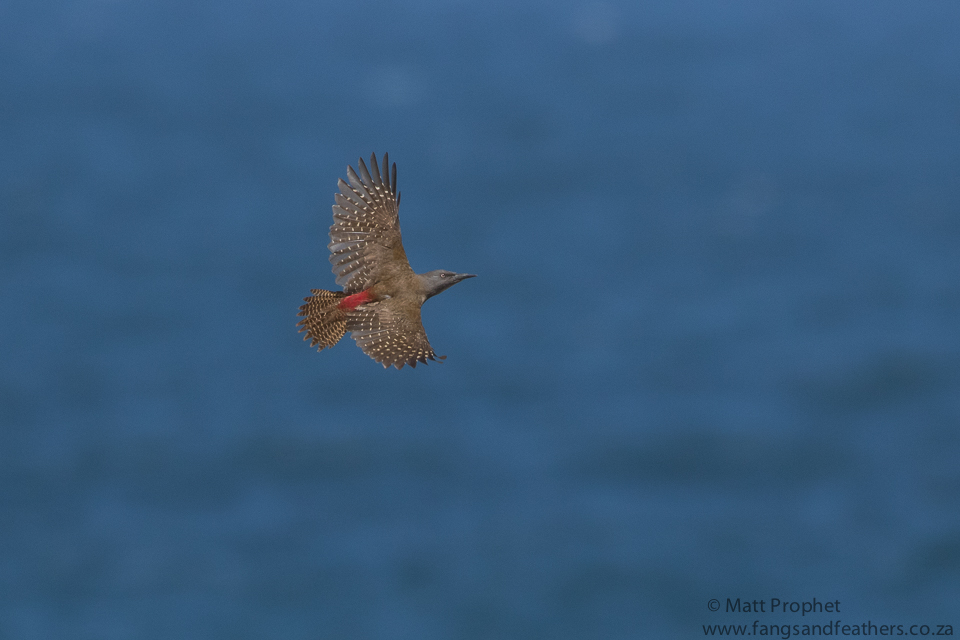 Ground Woodpecker
