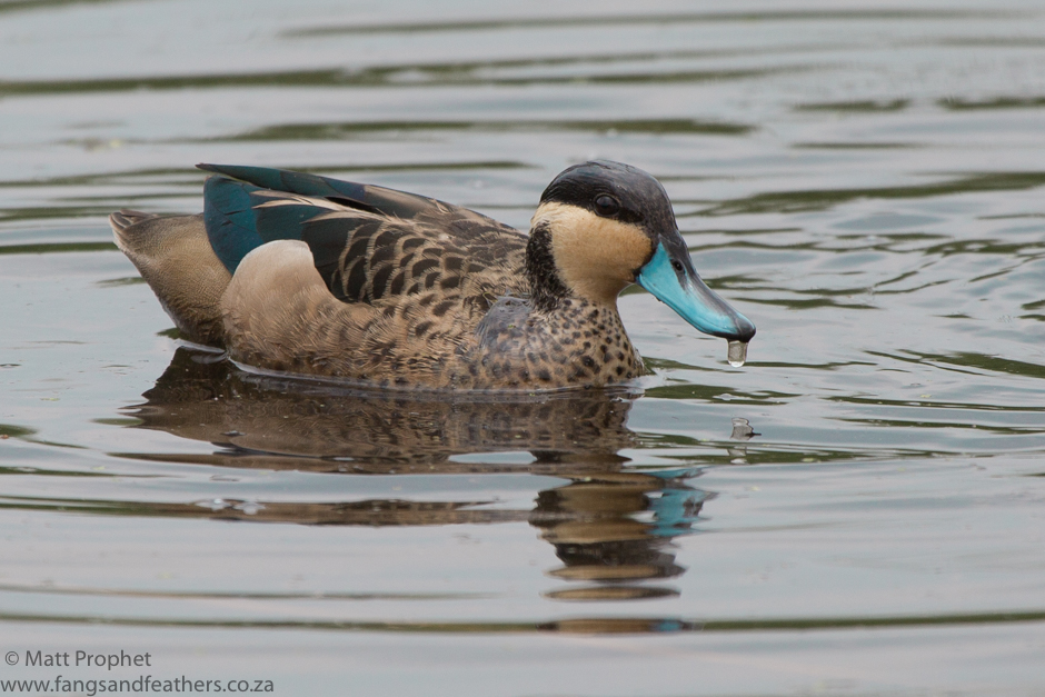 Hottentot Teal