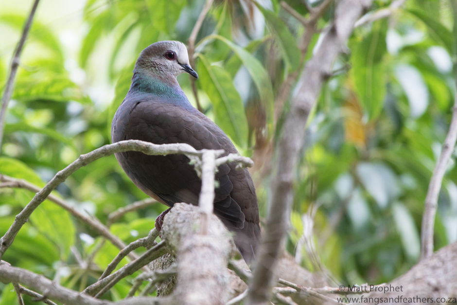 Lemon Dove
