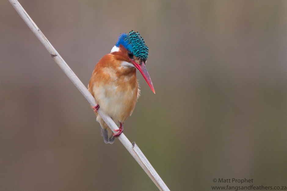 Malachite Kingfisher