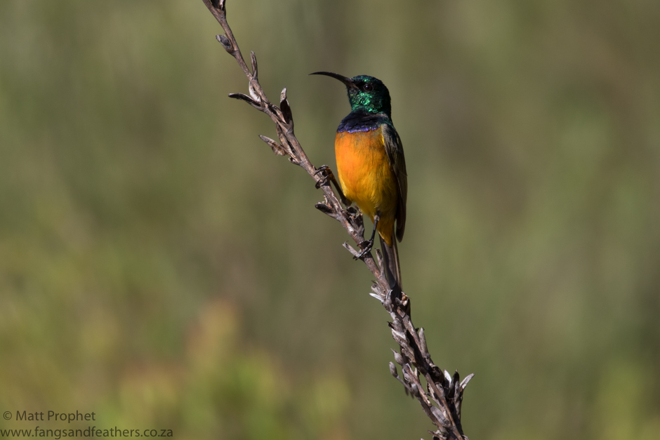 Orange breasted Sunbird