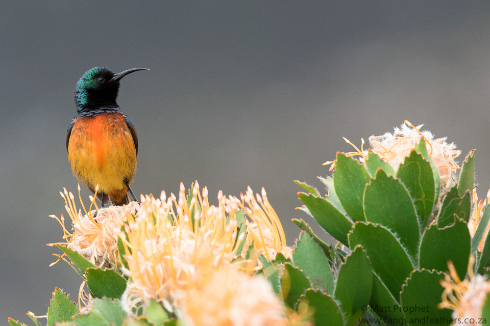 Orange breasted Sunbird 2