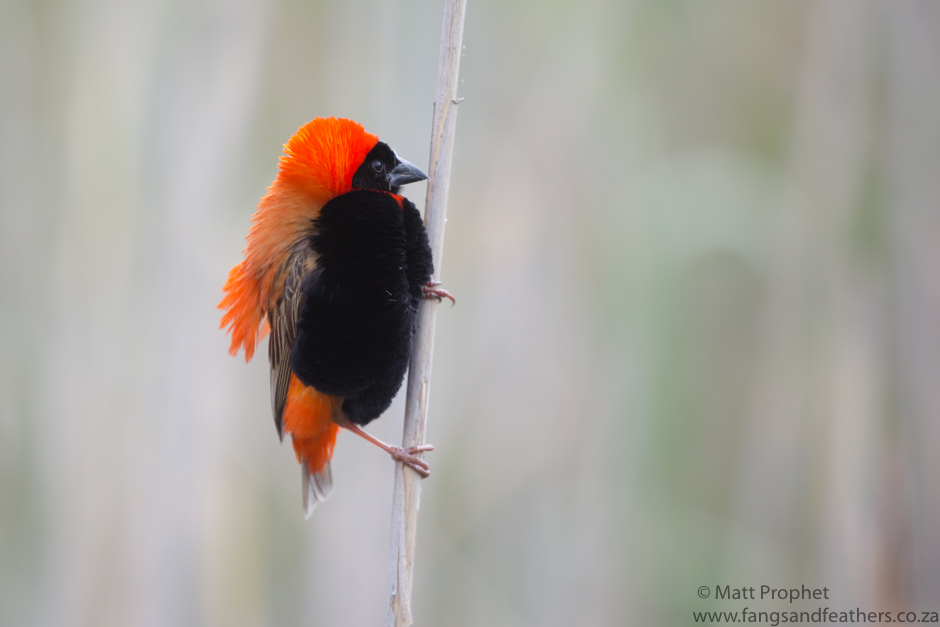 Red Bishop