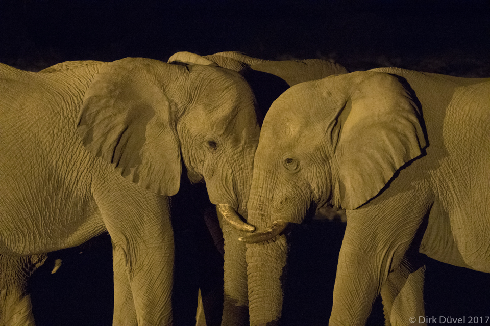 African Elephant bulls