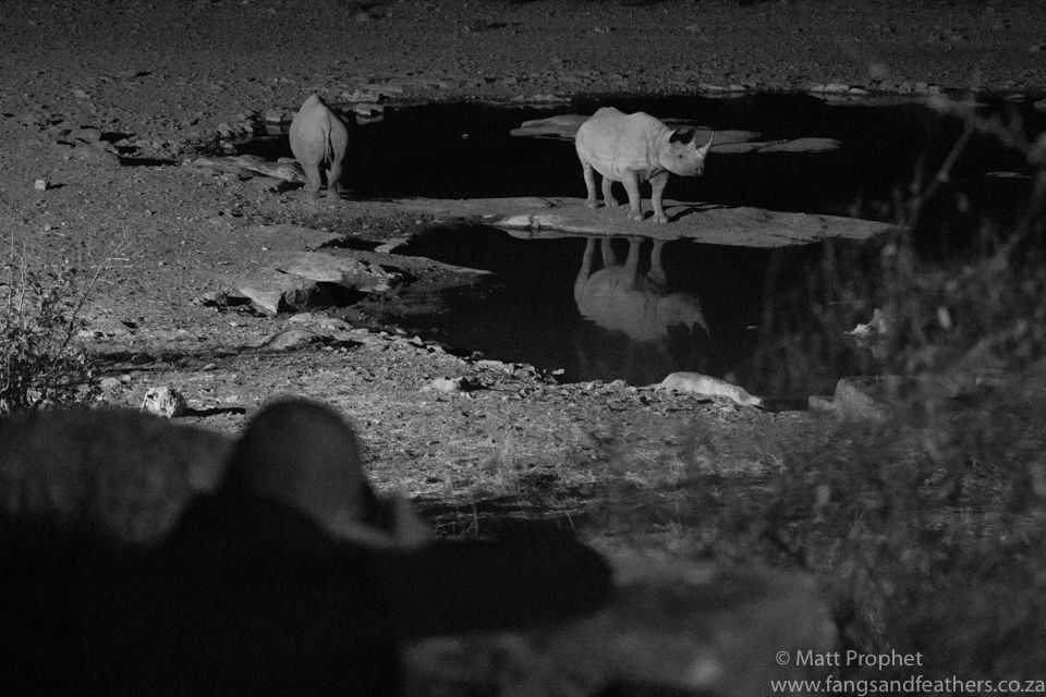 Black rhino 2