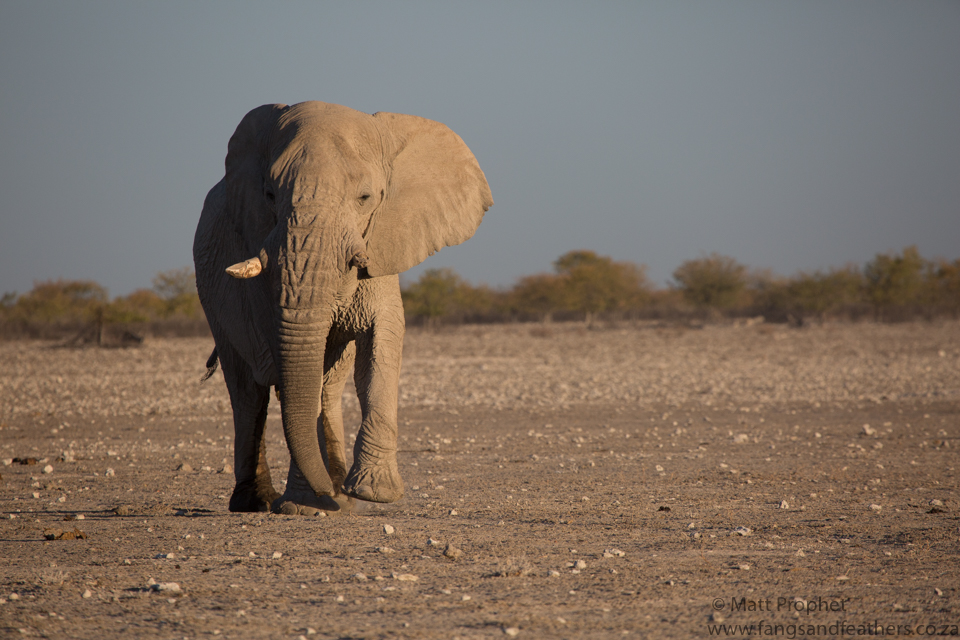 Elephant bull