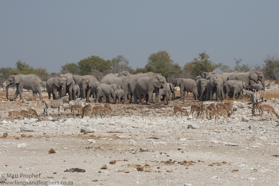 Elephants waterhole