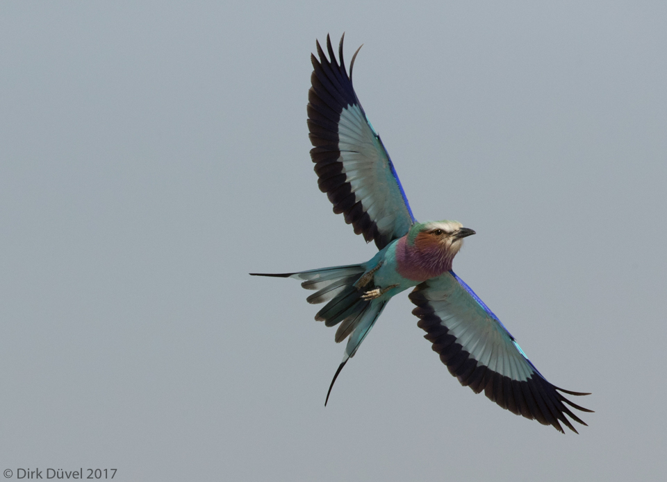 Lilac breasted Roller