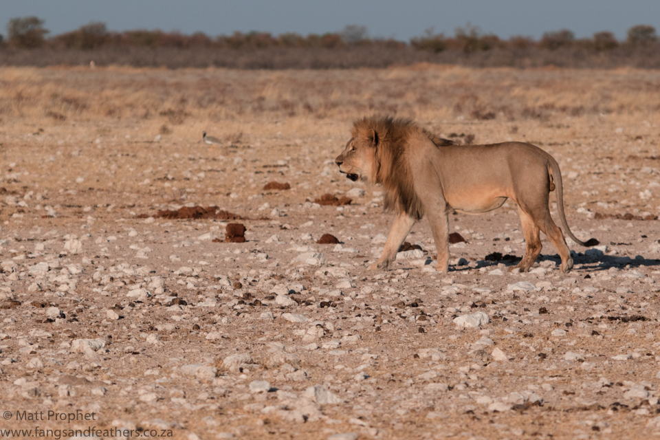 Male Lion Etosha