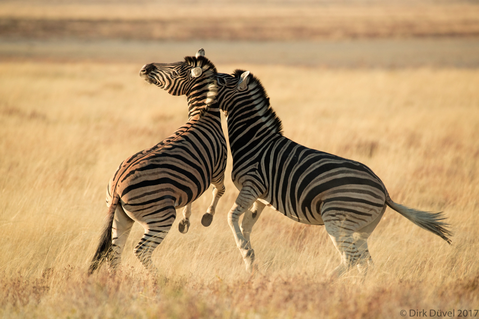 Plains Zebra