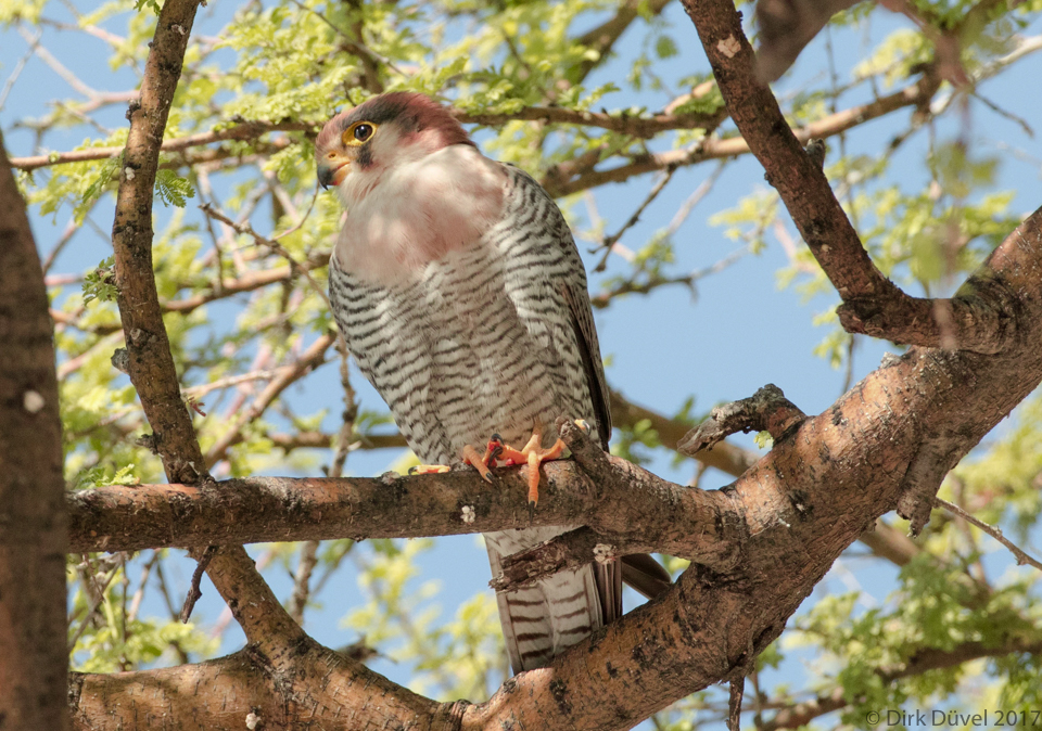 Red necked Falcon