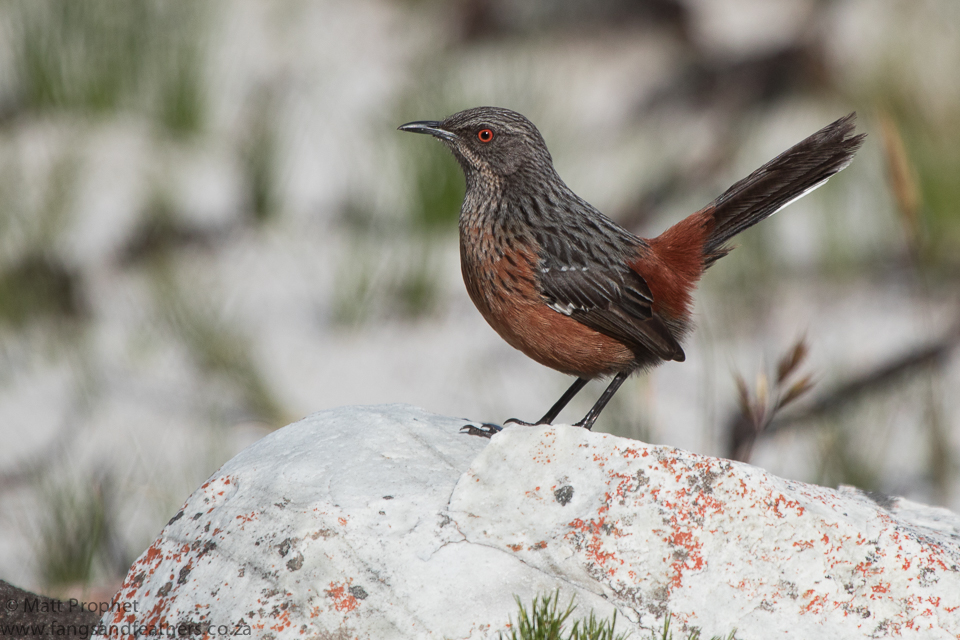 Cape Rockjumper