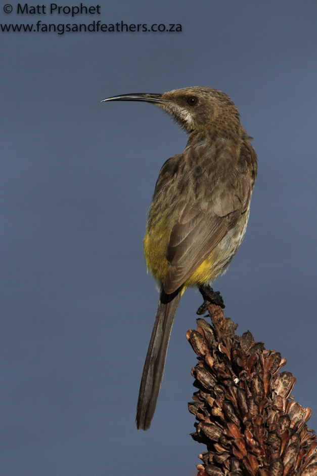 Cape Sugarbird 2