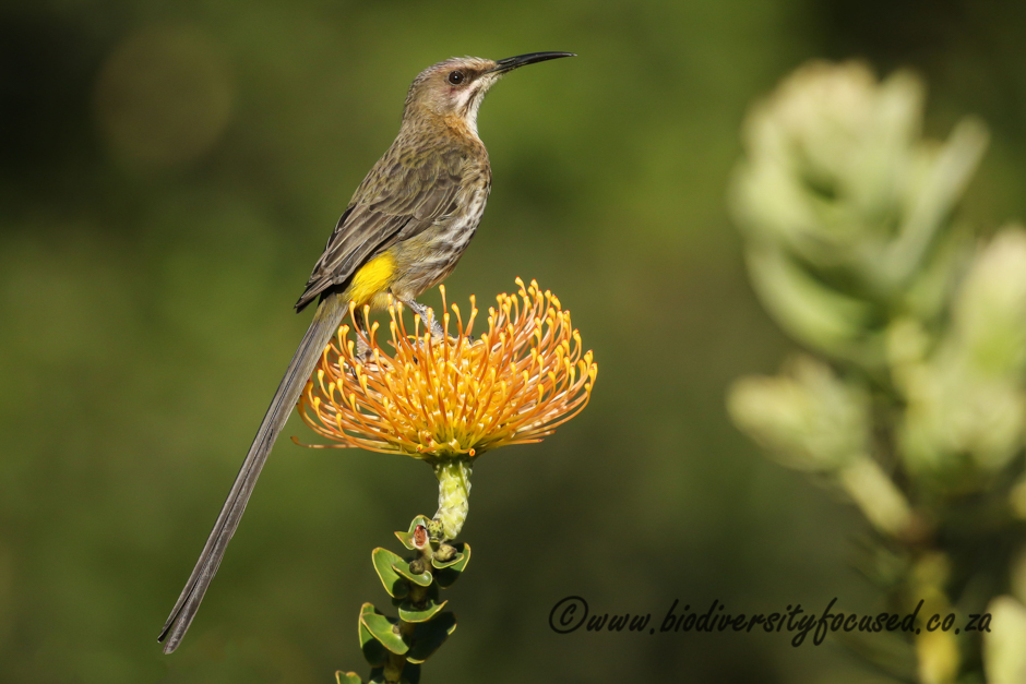 Cape Sugarbird Cliff Dorse 2