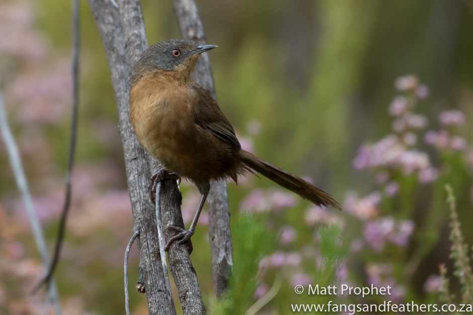 Victorins Warbler Bains Kloof