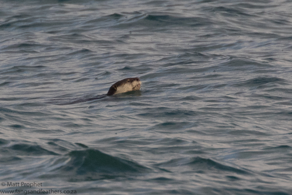 Cape clawless otter2