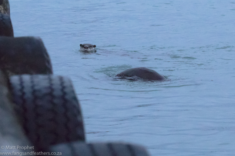 Cape clawless otter4