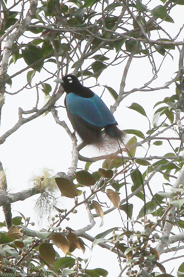 Blue bird of paradise in Papua New Guinea