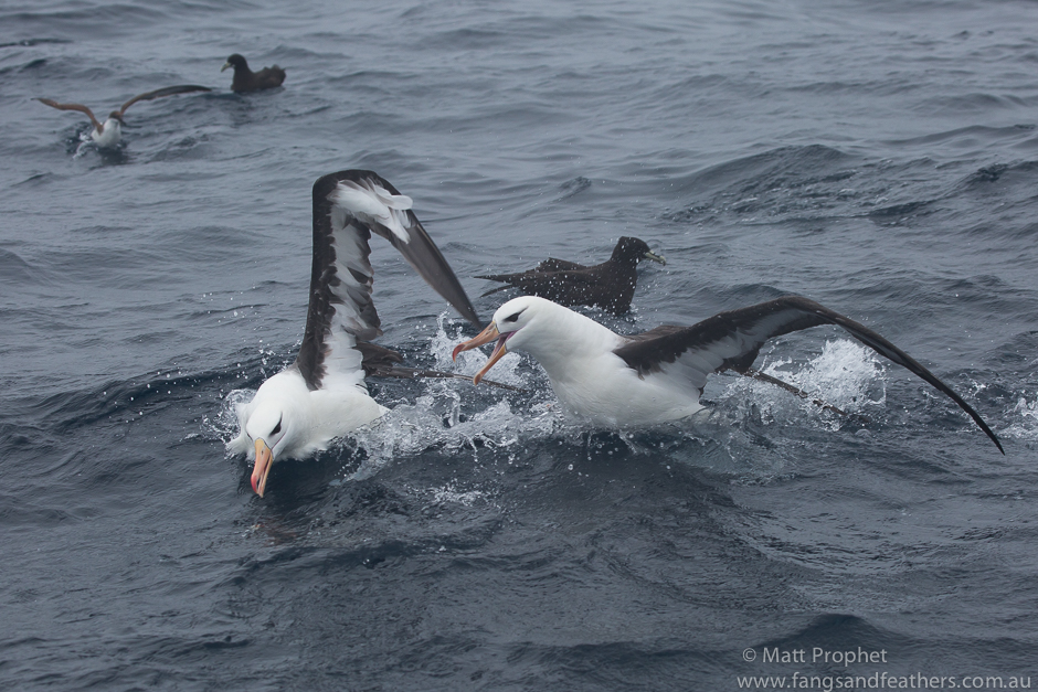 Black-browed Albatrosses off Cape Town