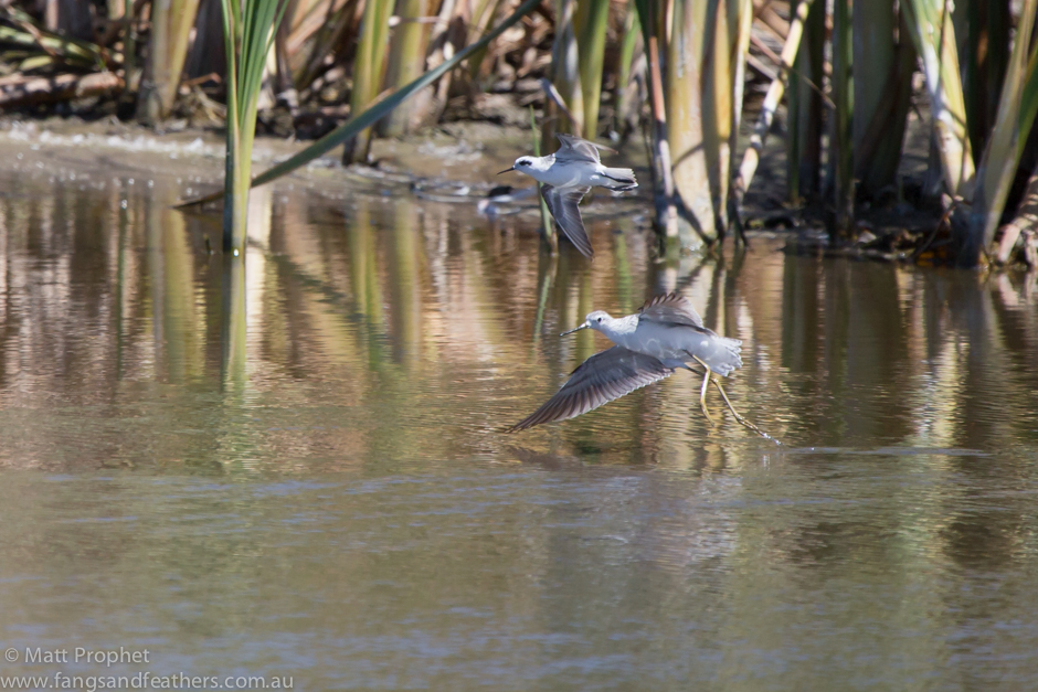 Red necked Pharalope
