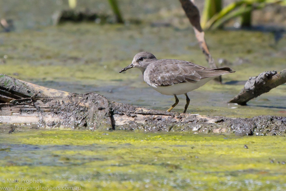 Temmincks Stint 3