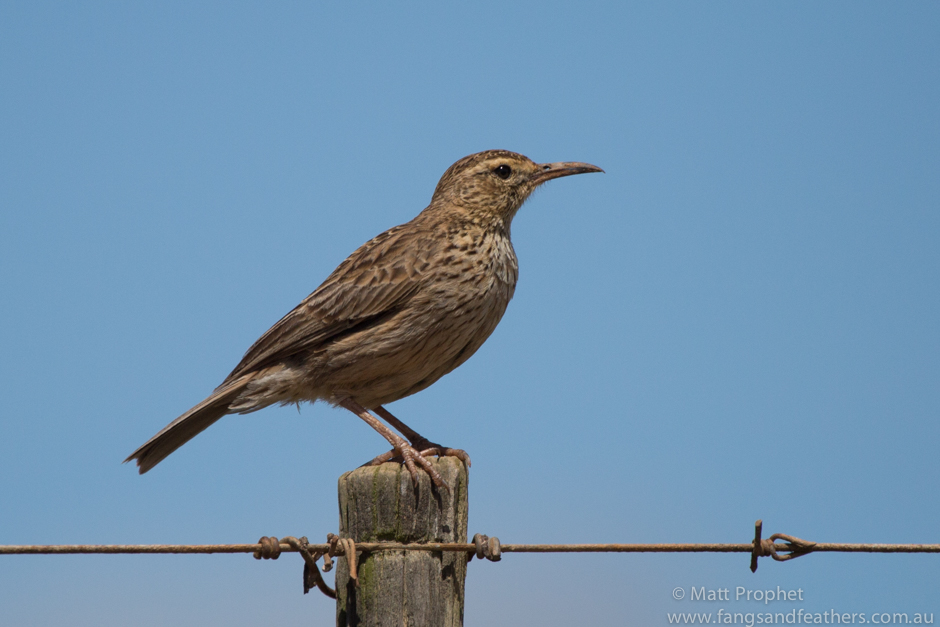 Agulhas Longbilled Lark