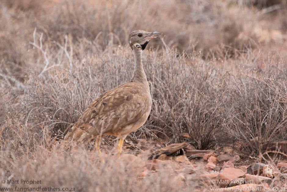 Karoo Korhaan