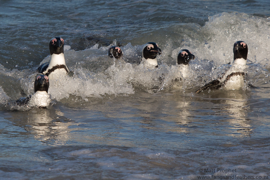 African Penguins