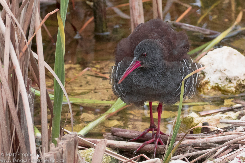 African Rail