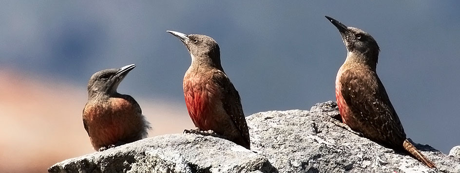 Cape Town Birding Tours