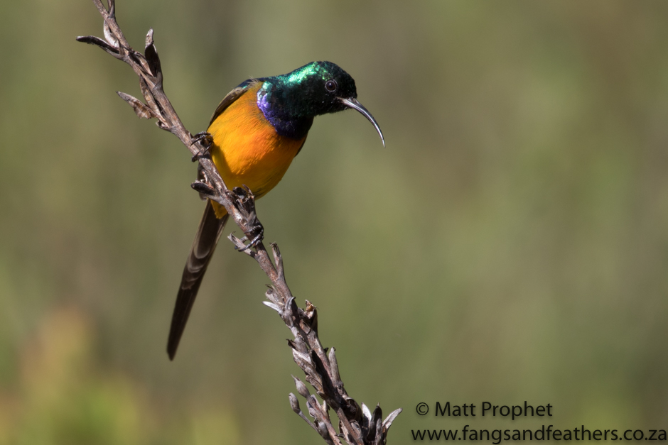 Orange breasted Sunbird 2941